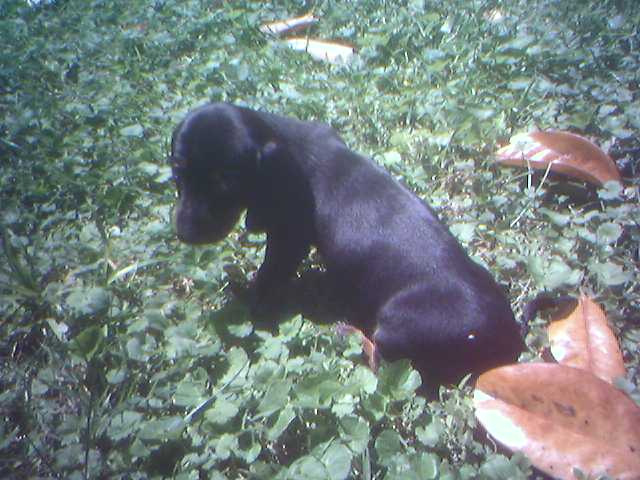 Margo, six weeks old
