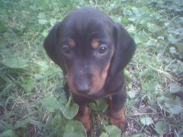 margo's face, six weeks old